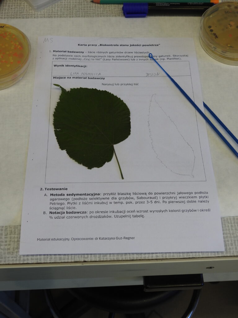 grafika KMSI
