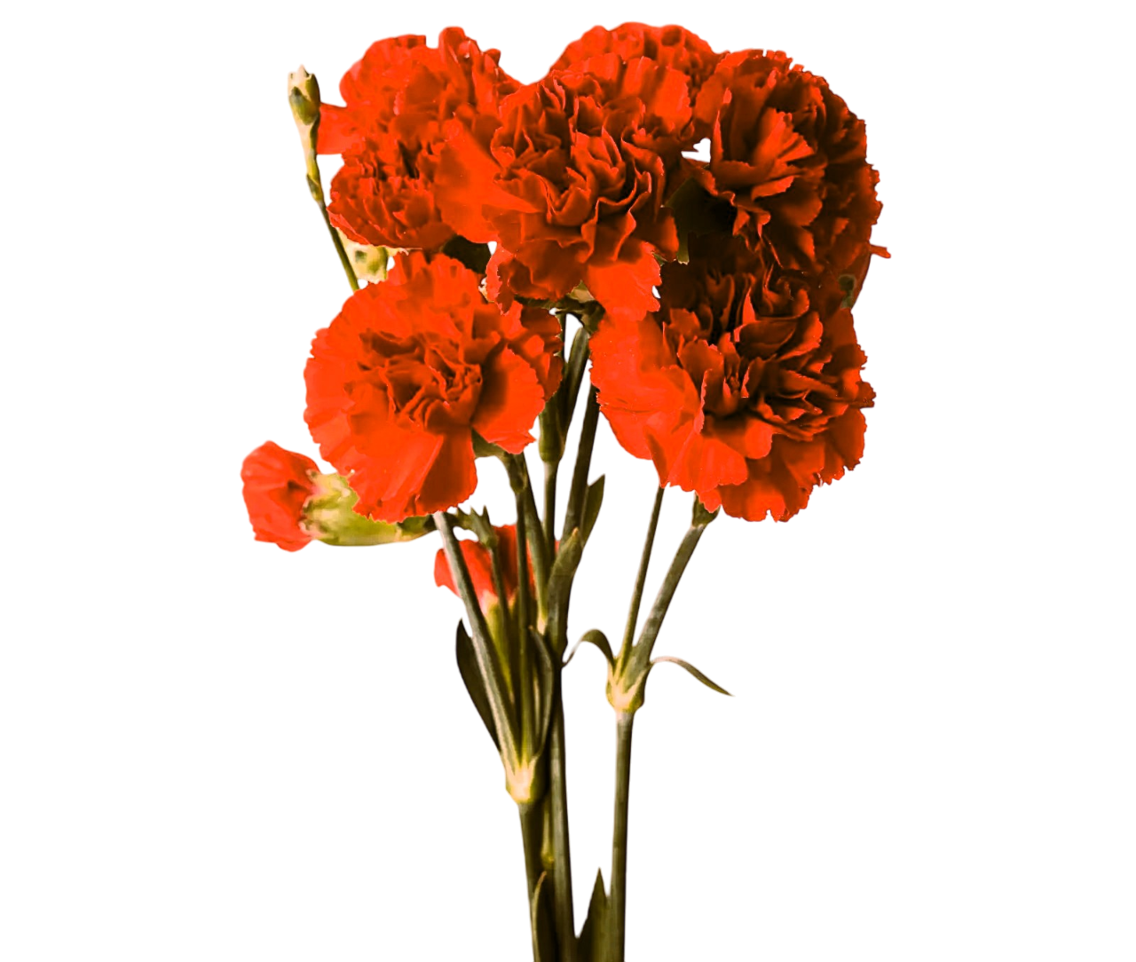 vrt